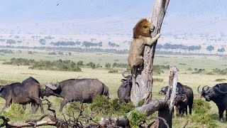 Watch Group of buffalo attack Lion Day and Night Video