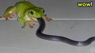 Watch Giant Frog EATS Snake REAL 2 Most Amazing Wild Animal Attacks - Craziest Animal Fights Video