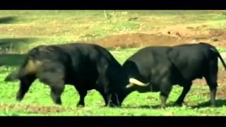 Watch Bull Vs Bull Toro Bravo ,Animal Fight Club Video