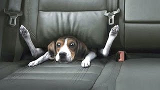 Watch FUNNY DOG VIDEOS - The World's Most Funny Dog Videos Video