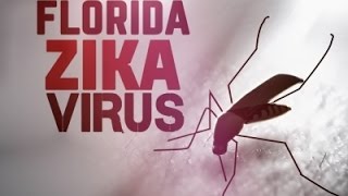 Watch 4 Local Zika Cases Found in Miami Video