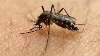 Watch CDC: Florida Zika cases likely spread by local mosquitoes Video