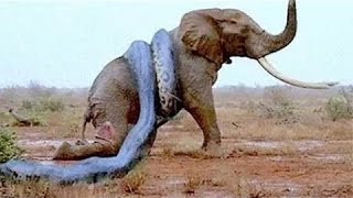 Watch Most Amazing Wild Animal Attacks - Anaconda Eats Whole Animal - Craziest Animal Fights Video