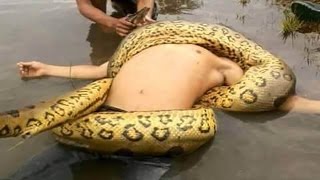 Watch Giant Anaconda Attacks Human Caught on Camera - When Animals attack People - Most Amazing Attacks Video