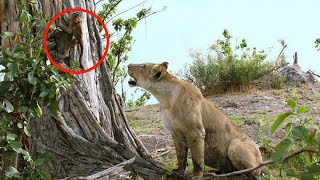 Watch 7 Amazing Animals Rescuing Other Animals 2016 - Animal Heroes Video