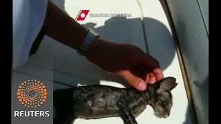 Watch A week full of animal rescues Video