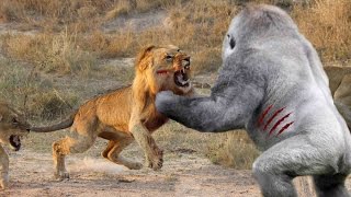 Watch Most Amazing Wild Animal Attacks - Prey Animals vs Predator Fight Back Video