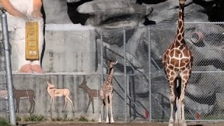 Watch Raw: New Giraffe Stands Over Five Feet Tall Video