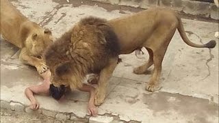 Watch Ataque de Leones a imprudentes Humanos. Video