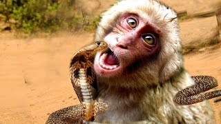 Watch Most Amazing Wild Animal Attacks Video