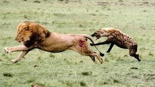Watch Lion vs Hyena Real Fight And Unexpected Results! Video