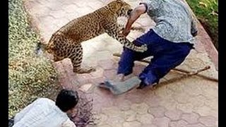 Watch When Animal Attacks Human  -  Amazing Video Compilation 2016 Video