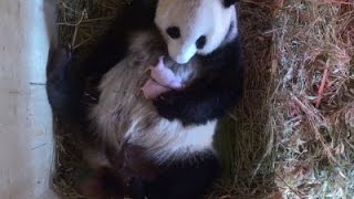Watch Raw: Panda Surprises Vienna Zoo With Two Cubs Video