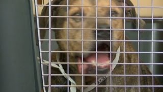 Watch Dogs Moved From Flooded Louisiana Animal Shelter Video