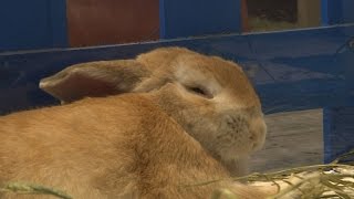 Watch What's up doc? Hong Kong gets its first rabbit cafe Video