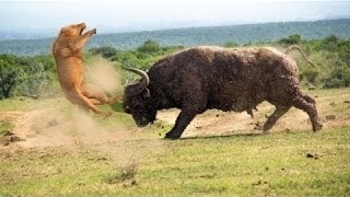 Watch Buffalo Attacks and Kills Lion When Prey Fights Back Buffalo vs Lion Video
