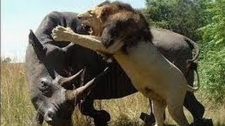 Watch Most Amazing Wild Animal Attacks - CRAZIEST Animal Fights lion, tiger, deer, Crocodile Video