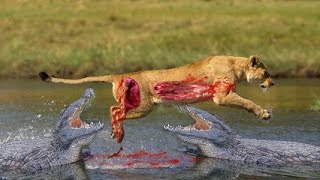 Watch MOST AMAZING WILD ANIMAL ATTACK Video