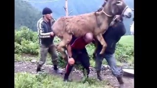 Watch top Funny Kids, Funny Animals Compilation Video