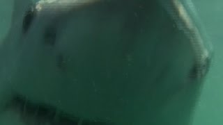 Watch Expert: S. African Great White Sharks Threatened Video
