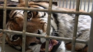 Watch Tiger Sounds Could Help Save Population Video