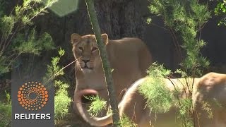 Watch London Zoo's animals have annual weigh in Video