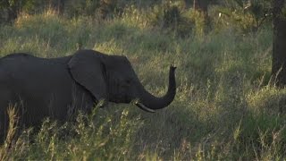 Watch Animals endangered by unrest in Mozambique's Gorongosa Park Video