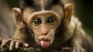 Watch Top 10 Most Funny Monkey Videos 2016 Video