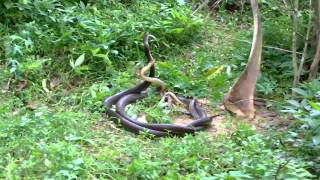 Watch Incredible Flying Snake : Amazing Video Video