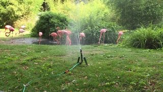 Watch Paris zoo animals pampered despite heatwave Video