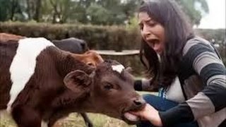 Watch WHATSAPP FUNNY VIDEOS COMPILATIONS  - INDIAN FUNNY WHATSAPP VIDEOS Video
