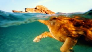 Watch Unbelievable Survival - amazing videos of the world Video