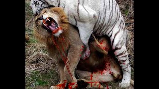 Watch Lion vs Tiger to Death, Lion vs Buffalo Real Fight# Most Amazing Wild Animal Attack Video
