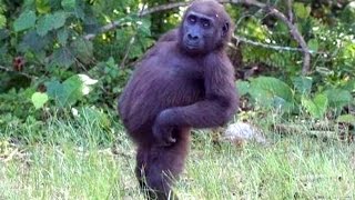 Watch Funny Animals And Cute Animal Videos Compilation 2016 Video