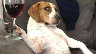 Watch Funny Videos Of Funny Animals Behaving Like Humans 2016 Video