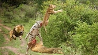 Watch 15 CRAZIEST Animal attacks Caught On Camera Most Amazing Wild Animal Attacks Video