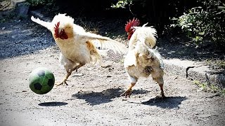 Watch Funny Chicken - ULTIMATE Funny CHICKEN Compilation Video