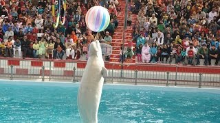 Watch Amazing DOLPHIN SHOW Video