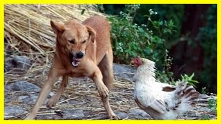 Watch Chicken Vs Dog Funny Animal Attack Video Video