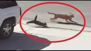 Watch HERO Cat Saves Kid From A Stray Dog! Video