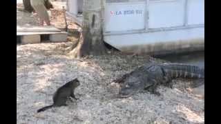 Watch Pet Cat Saves Boy from Two Vicious GATORS -Cat vs Gator Video