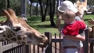 Watch Best Funny Videos Ever That Make You Laugh So Hard Video