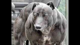 Watch The World's Biggest Dogs the Size of a Horse.    àªµàª¿àª¶à«àªµàª¨àª¾ àª˜à«‹àª¡àª¾àª¨àª¾ àª•àª¦àª¨àª¾ àª¸à«Œàª¥à«€ àª®à«‹àªŸàª¾ àª¶à«àªµàª¾àª¨ Video