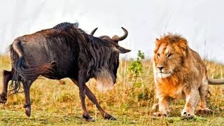 Watch Disabled Lions Hunting Wildebeest - Amazing Video Video