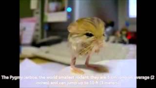Watch The 10 Smallest Animals In the World-Vishwa Gujarat Video