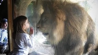 Watch Zoo Animal Attacks - Animals That Don't Know What Glass Video