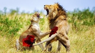 Watch 15 Animal Fights Caught On Camera - Most Amazing Wild Animal Attacks 2016 Video
