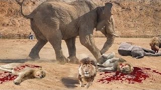 Watch Most Amazing Wild Animal Attacks - When Prey Fights Back - Craziest Animal Fights 2016 Video