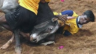 Watch When Pets Go Wild Attacking Human Video Compilations  Amazing Videos!!! Video
