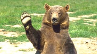 Watch Bears - A Cute And Funny Bear Videos Compilation Video